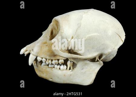 Diana Monkey Skull (Cercopithecus diana), Nyassaland (Malawi), Africa Foto Stock