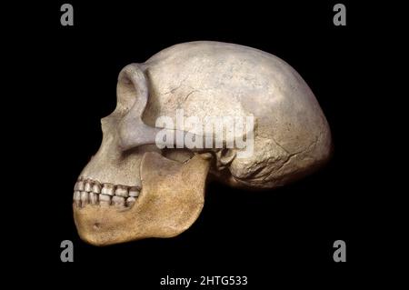 Heidelberg Man (Homo heidelbergensis), Early Pleistocene Foto Stock