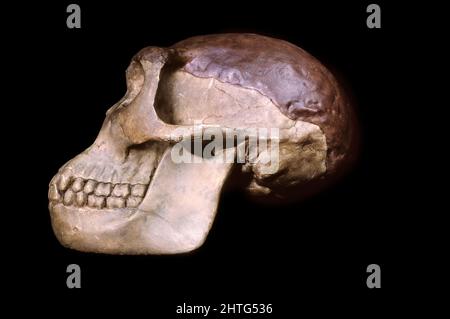 Giava uomo (Homo erectus) cranio, Pithecantropo Foto Stock