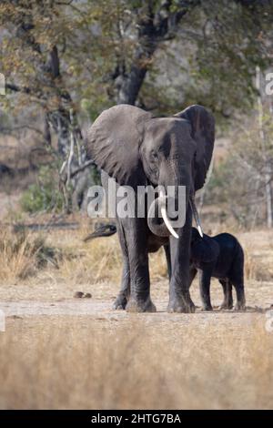 Madre africana dell'elefante che allatta il suo bambino vitello nel Parco Nazionale di Kruger in Sudafrica RSA Foto Stock