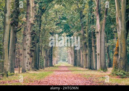 Una corsia storica con querce e faggi antichi (quercus e fago) all'inizio dell'autunno. Le prime foglie iniziano a diventare gialle. Caduto marrone lasciare Foto Stock