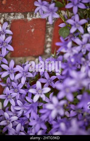 Bellissimi fiori dal mio giardino. Una serie di belle foto del giardino. Foto Stock