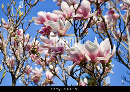 Fioritura dell'albero Magnolia del Saucer, Magnolia x Soulangeana, con fiori in rosa e bianco. Foto Stock