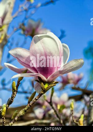 Ramoscello di fiori albero Magnolia Saucer in fiore, Magnolia x soulangeana, con fiori in rosa e bianco. Foto Stock