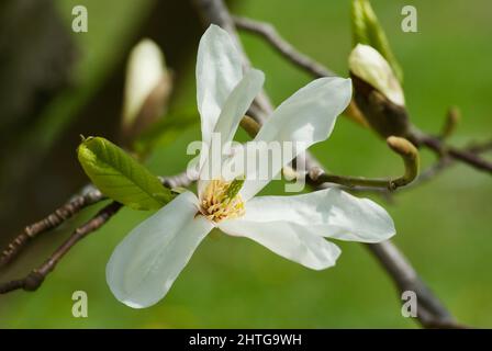 Ramo con fiore bianco magnolia e boccioli di fiori su sfondo verde in primavera. Foto Stock