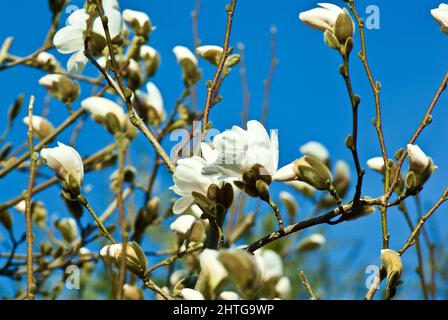 Albero Magnolia con molti fiori bianchi contro il cielo blu in primavera. Foto Stock