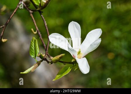 Ramo con fiore bianco magnolia su sfondo verde in primavera. Foto Stock
