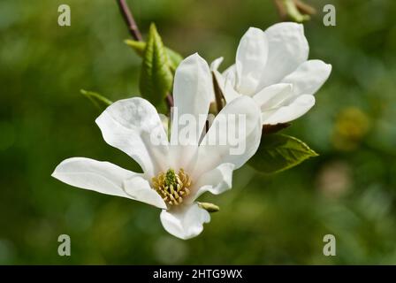 Twig con due fiori bianchi in fiore Magnolia su sfondo verde in primavera. Foto Stock