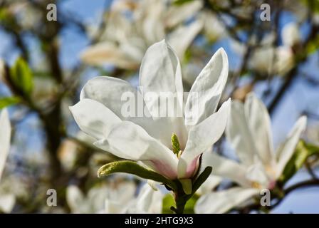 Primo piano di magnolia fiorente con molti fiori bianchi in primavera. Foto Stock