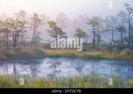 Mattinata d'autunno nella palude. Paesaggio naturale nel Parco Nazionale delle paludi di Ozernoye con nebbia, erba gialla e pini. Foto Stock