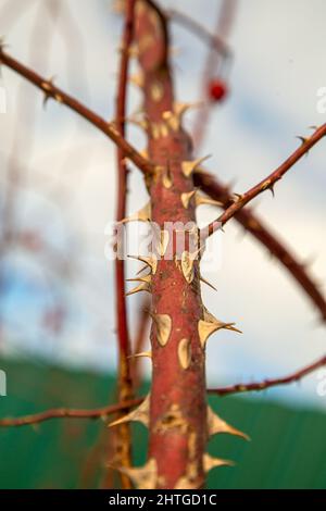 primo piano con spine affilate sul tronco dell'astronave Foto Stock