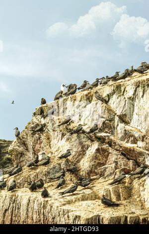 Bella vista di uccelli marini arroccati sulle rocce dal mare contro il cielo nuvoloso in luce solare brillante Foto Stock