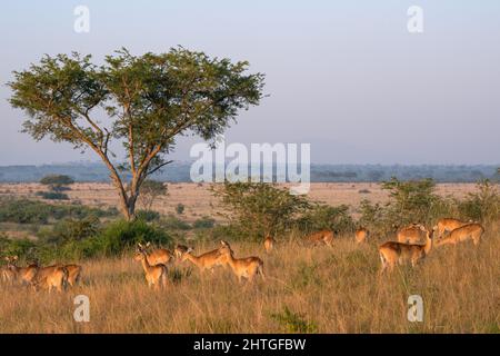 Mandria di Uganda Kob pascolo in prateria in luce solare brillante nel Parco Nazionale dell'Uganda Foto Stock