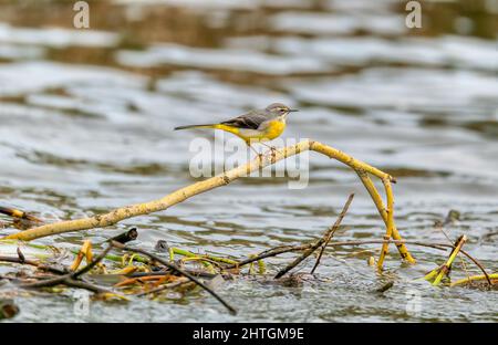 Grey Wagtail Motacilla cinerea arroccato su un ramo morto sul fiume Wensum a Norfolk, Regno Unito Foto Stock