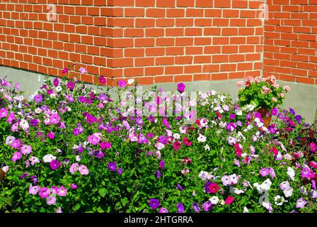 Primo piano Petunia fiore in mattoni gerden decorazione parete Foto Stock