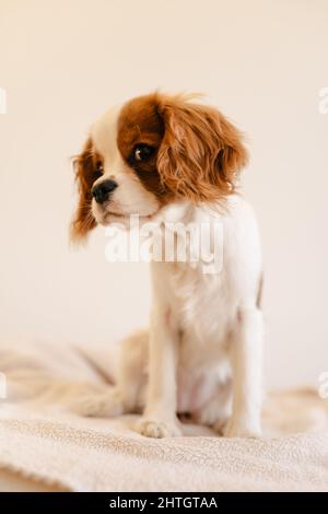 Carino cane seduto su Plaid e guardando a lato. Re Charles Spaniel isolato Foto Stock