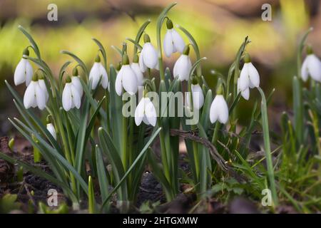 Gocce di neve in fiore. Bella Snowdrop fiori in fiore. Foto Stock