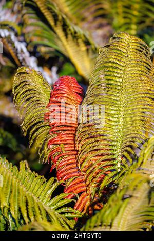 Il fronte rosso della felce endemica di 'ama?u', il ciatheoides di Sadleria, girerà verde mentre matura, il Parco Nazionale di Haleakala, il vulcano dormiente di Maui, le Hawaii Foto Stock