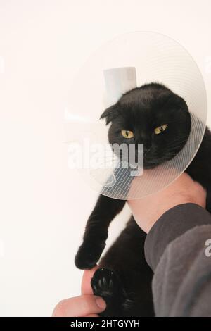 Cone protettivo healing per animali domestici.esaminando il gatto con un veterinario.Cat in un collare di sicurezza anti-Bite. Gatto nero nelle mani di un veterinario su Foto Stock