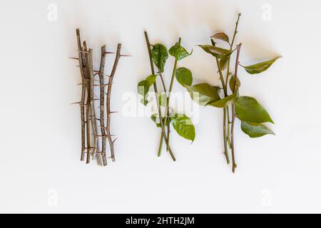 Propagazione di piante di Bougainvillea da talee Foto Stock