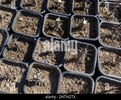 Euphorbia milii talee nane piantate in piccoli vasi Foto Stock