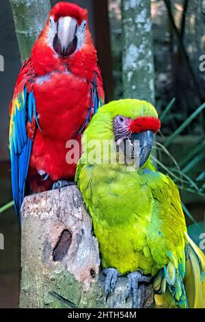 Grande macaw verde e scarlatto macaw, Copan, Honduras Foto Stock
