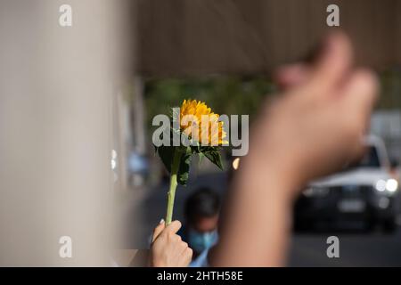 Santiago, Metropolitana, Cile. 28th Feb 2022. Una persona tiene un fiore durante una dimostrazione da parte di cittadini ucraini al di fuori dell'ambasciata russa, a Santiago, Cile. (Credit Image: © Matias Basualdo/ZUMA Press Wire) Foto Stock