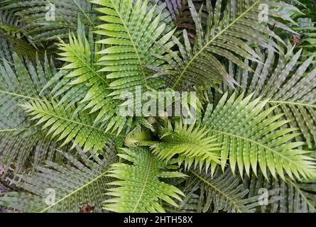 Primo piano dei bellissimi modelli di foglie di felce verdi Foto Stock