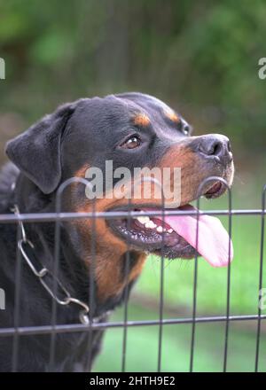 Ritratto del Rottweiler del cane dietro la recinzione. Primo piano. Cane di guardia o concetto di sicurezza. Foto Stock