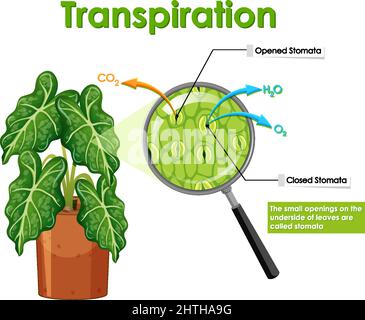 Diagramma che mostra la traspirazione in impianti illustrazione Illustrazione Vettoriale