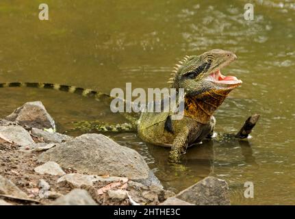 Eastern Water Dragon Lizard, Intellagama lesueurii, in acqua di lago nel parco urbano in Australia, con bocca aperta e aspetto feroce Foto Stock