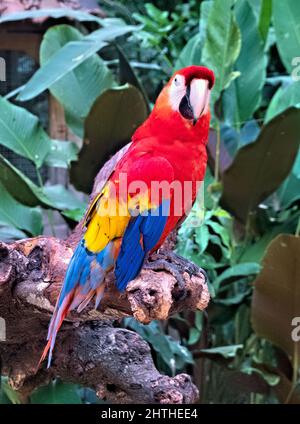 Primo piano scarlatto macaw (Ara macao), Copan, Honduras Foto Stock