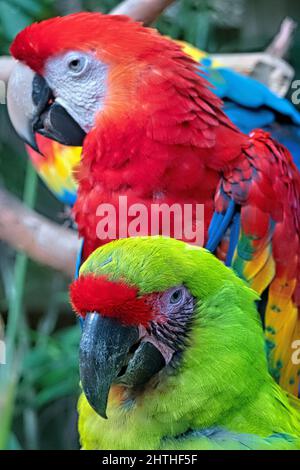 Grande macaw verde e scarlatto macaw, Copan, Honduras Foto Stock