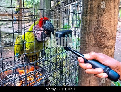 Grande macaw verde e una GoPro, Copan, Honduras Foto Stock