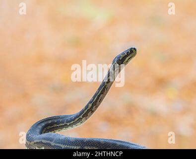Primo piano di un Pitone di carpet sud-occidentale (Morelia spilota imbricata) con il suo corpo sollevato, una specie quasi minacciata di serpente australiano, Manypeaks vicino Foto Stock
