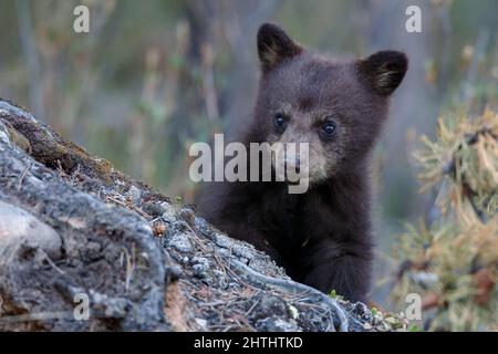 Orso nero di cub orso nero alla natura del Canada. Foto Stock