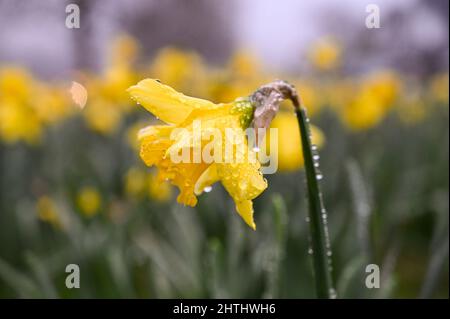 Brighton UK 1st Marzo 2022 - Daffodils in fiore a Brighton in un primo giorno di primavera nebbiosa dal calendario meteorologico che inizia il 1st Marzo : Credit Simon Dack / Alamy Live News Foto Stock