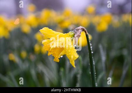 Brighton UK 1st Marzo 2022 - Daffodils in fiore a Brighton in un primo giorno di primavera nebbiosa dal calendario meteorologico che inizia il 1st Marzo : Credit Simon Dack / Alamy Live News Foto Stock