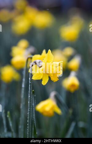 Brighton UK 1st Marzo 2022 - Daffodils in fiore a Brighton in un primo giorno di primavera nebbiosa dal calendario meteorologico che inizia il 1st Marzo : Credit Simon Dack / Alamy Live News Foto Stock