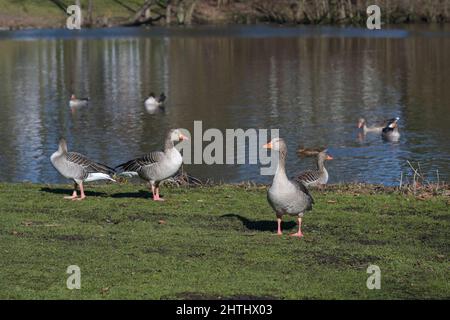 Oche selvatiche grigielag (Anser anser) sullo stagno in un parco a Lubeck, pericolo di influenza aviaria, spazio copia, fuoco selezionato, stretta profondità di campo Foto Stock