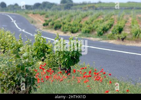 francia pirenei orientali roussillon aspres canigou Foto Stock