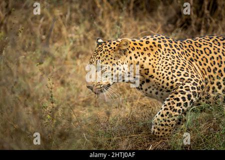 primo piano di leopardo maschio indiano selvaggio o pantera in corsa o in esecuzione durante la fauna selvatica all'aperto giungla safari nella foresta dell'india centrale - panthera pardus Foto Stock