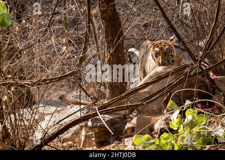 la tigre selvaggia del bengala maschio che caccia il cervo di sambar uccide. la pelle del cervo di lacrima della tigre e che alimenta la carcassa dell'animale alla riserva di foresta nazionale del parco di ranthambore india Foto Stock
