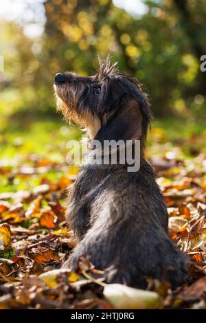 Giovane dachshund in coloratissime foglie autunnali Foto Stock