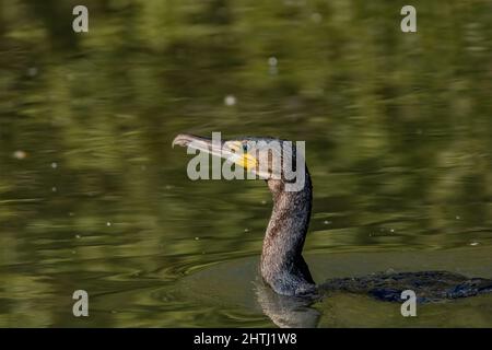Primo piano del grande cormorano nuoto in acqua. Carbo Phalacrocorax. Foto Stock