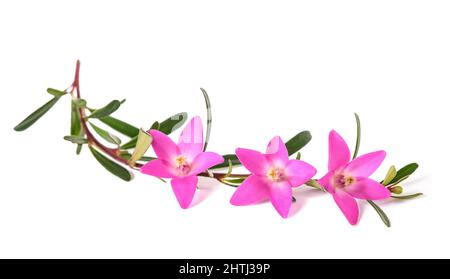 Fiori di cera rosa isolati su sfondo bianco Foto Stock