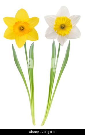Giallo e bianco Daffodils fiori isolati su sfondo bianco Foto Stock