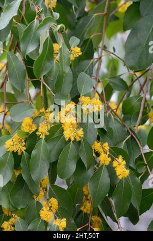 Azara Petiolaris arbusto sempreverde o piccolo albero con fragranti fiori gialli Foto Stock