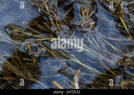 Una piccola rana o froglet, rana dipinta, Discoglossus pictus, appoggiata su piccoli pezzetti di erba. Foto Stock