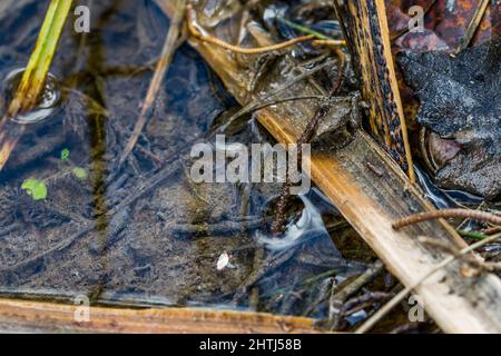 Una piccola rana o froglet, rana dipinta, Discoglossus pictus, appoggiata su piccoli pezzetti di erba. Foto Stock